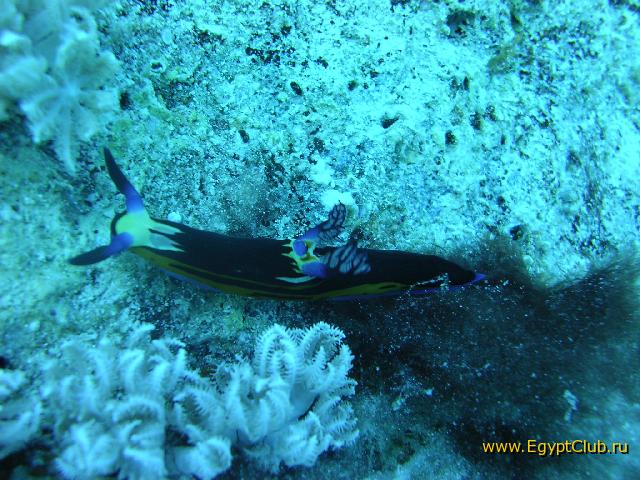 ������ ��� ������