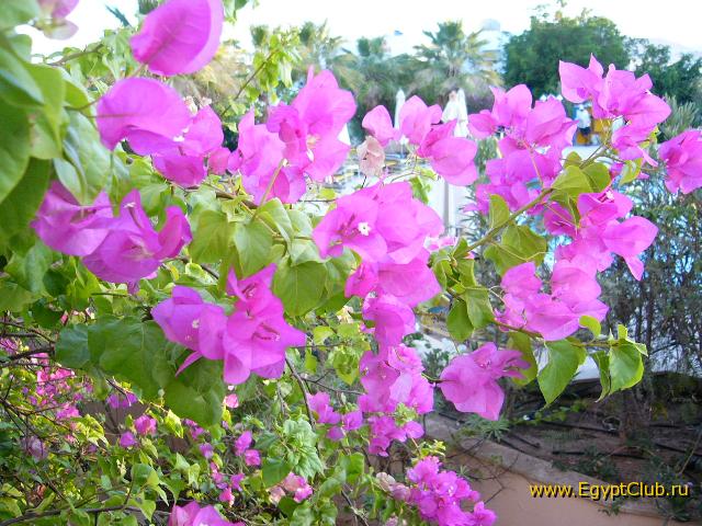 ����� ����������� ����