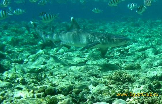 ��� ����� Hyatt - ����