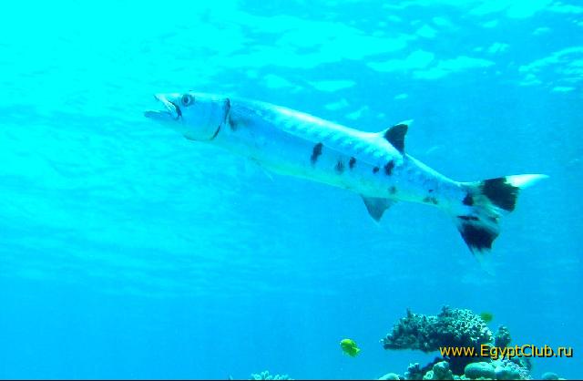 ��� ����� Hyatt - ����