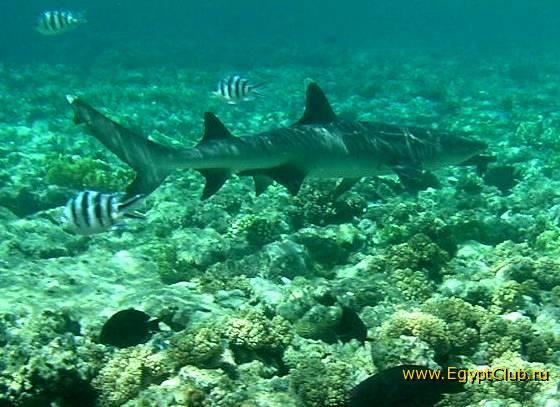 ��� ����� Hyatt - ����