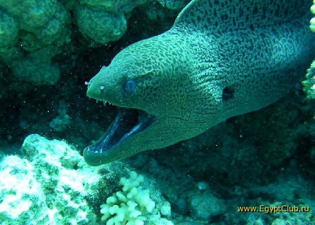 ��� ����� Hyatt - ����