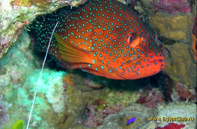 ��� ����� Hyatt - ����