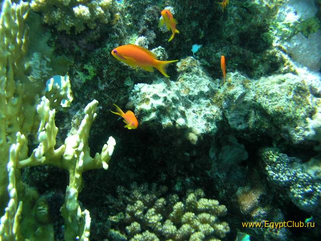 ��� ����� Hyatt - ����