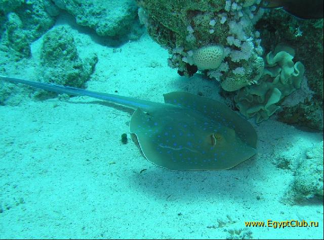 ��� ����� Hyatt - ����