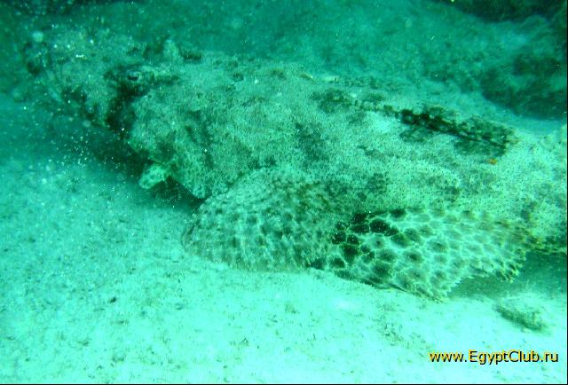 ��� ����� Hyatt - ����