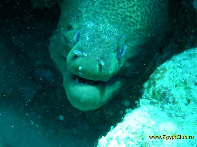 ��� ����� Hyatt - ����