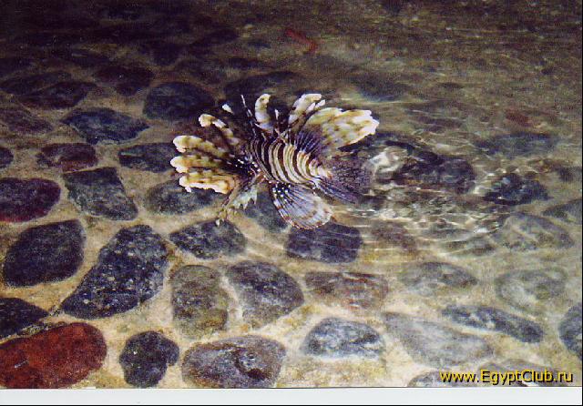 ��������� ��� ������