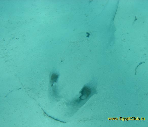 ������ ����