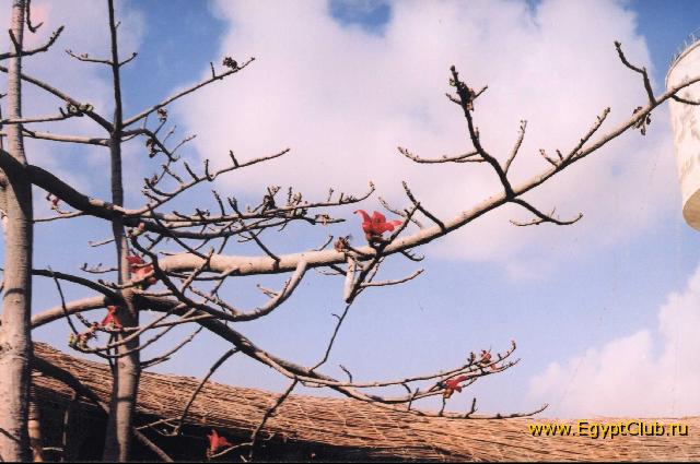 �������� �������