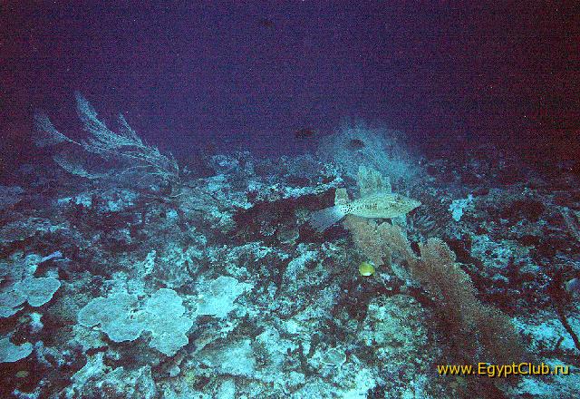 �������, ����������� �������