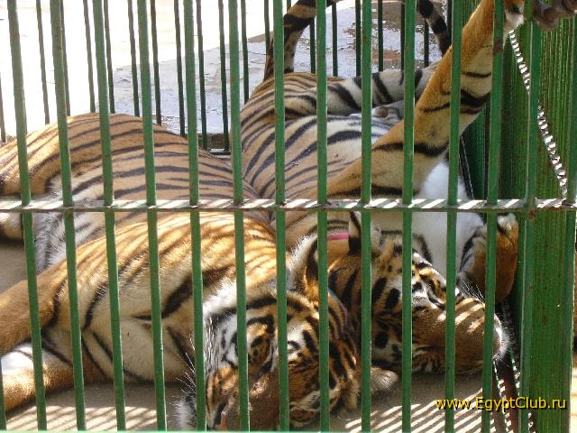 �����������, �������