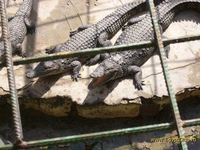 �����������, ��������