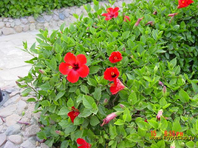 ����� ���� �����