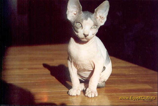 ��������� ����