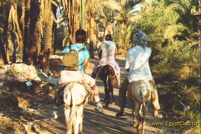 Cherez palmovie roschi v Dolinu Carey