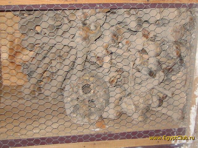 ����� �������