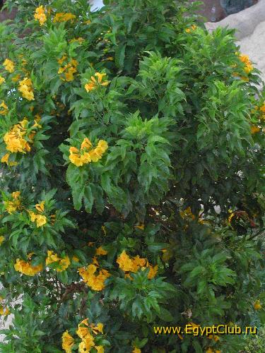 ������ � SunRise Palasio