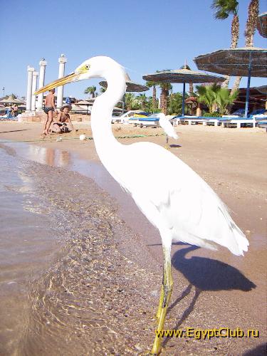 ������ ����