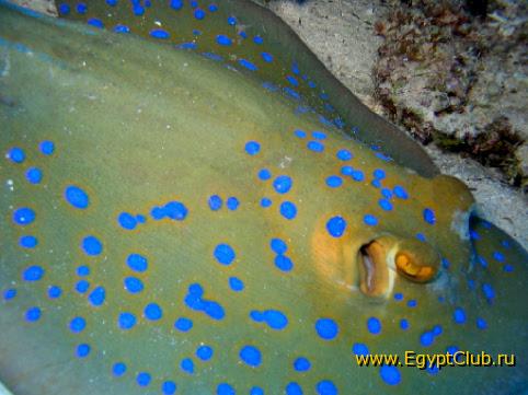 ��������� �������� ����