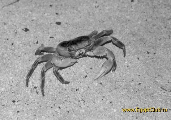 ���� ��� ������ ��������