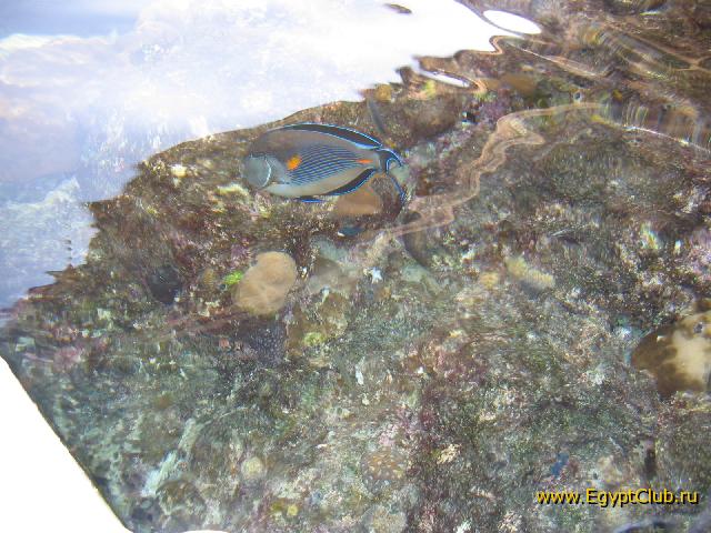 ������� ����