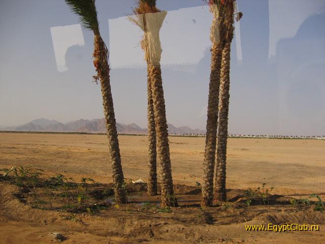 ��� ������ �� Coral street