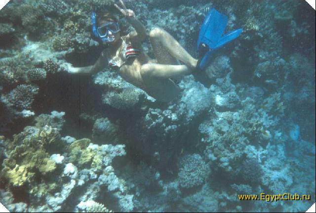 ��� ����� 3