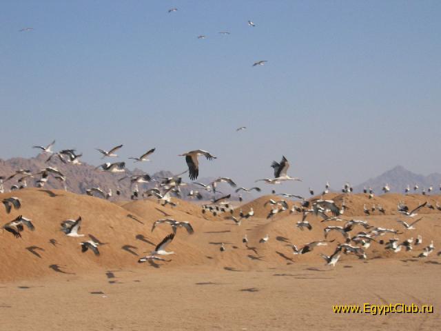 mu gonyavshiesya za ptichkamiv pustine:)