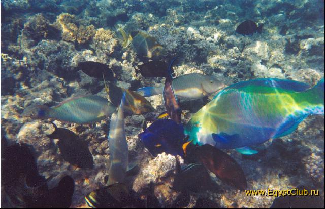 ��������� �������