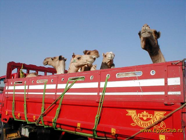 ���  ������� ....