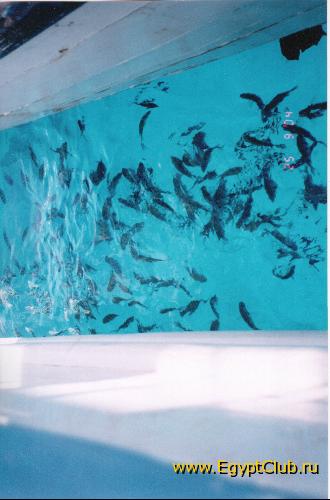 ������� ��������