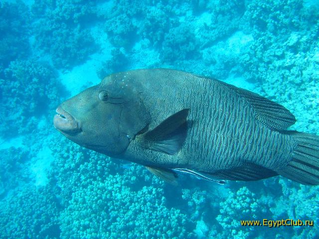 ���������� �����