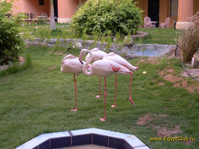 Sea Gull ��������