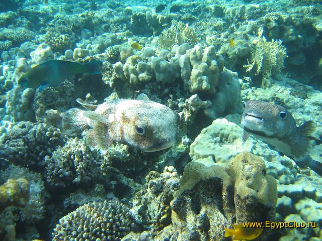 ����-���