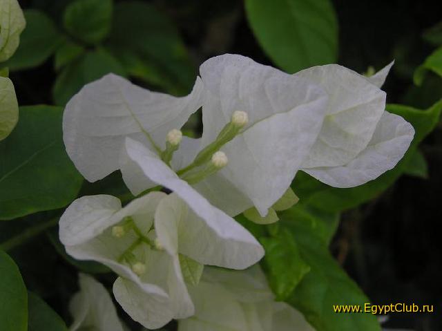 ����� ������