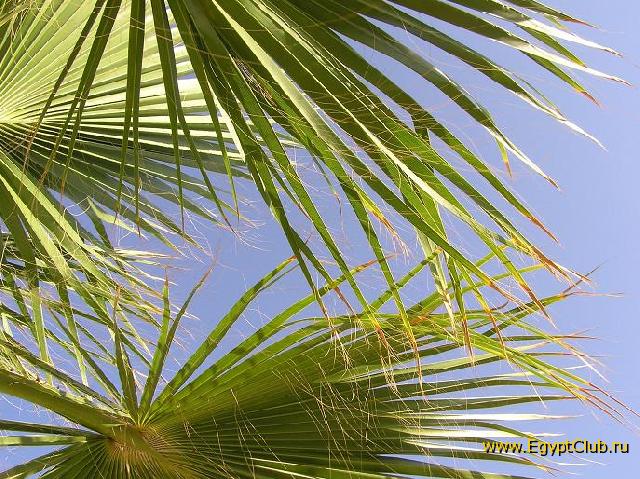 ������ � ����