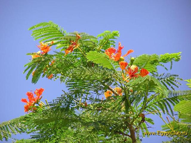 ������ � ����