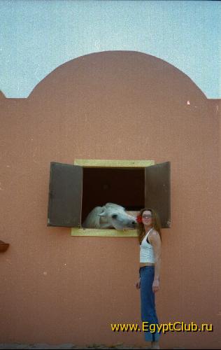 ���������� ��������