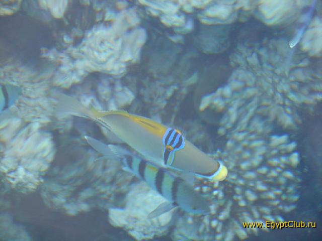 �������� �������