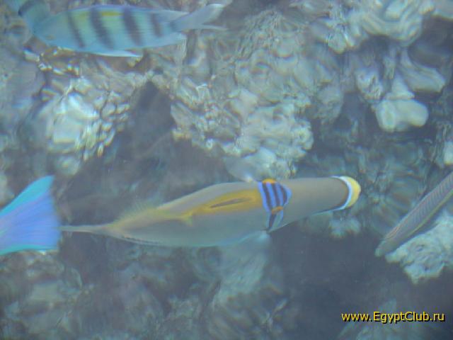 �������� �������