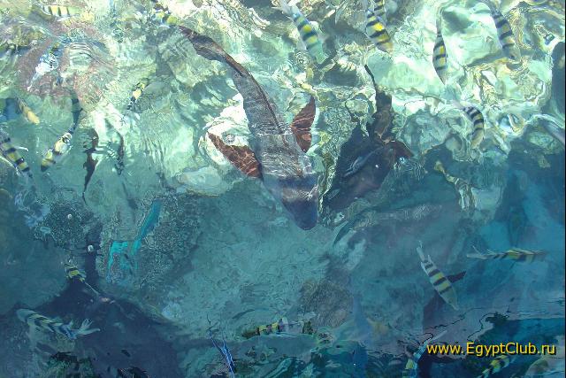 ����� ���� �����!