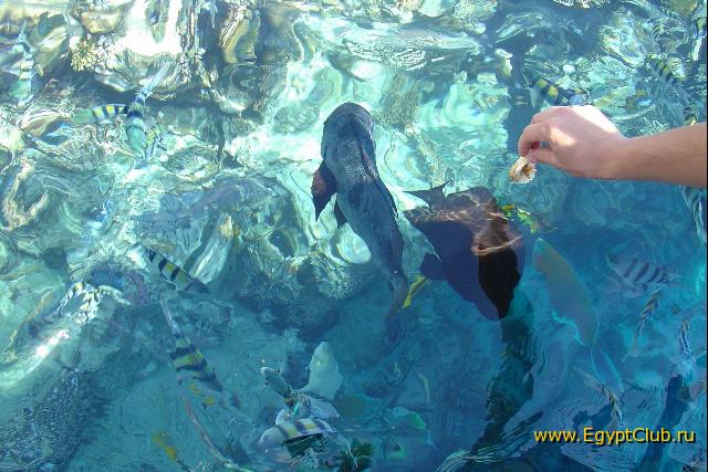 ����� �����