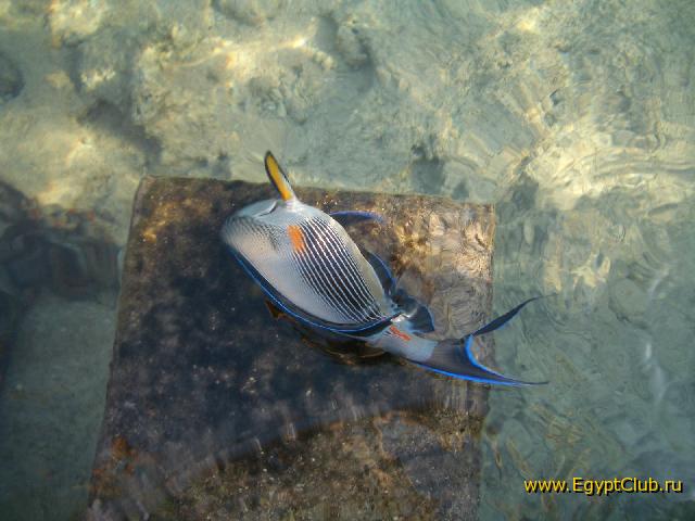 ����-������