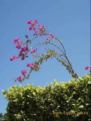 Royal Palace. ����� ������� �����.