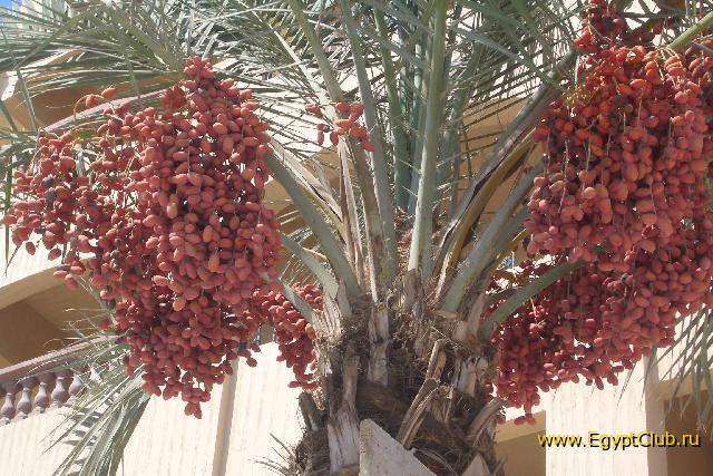 ��� ���� �������