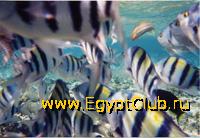 ����� � ����