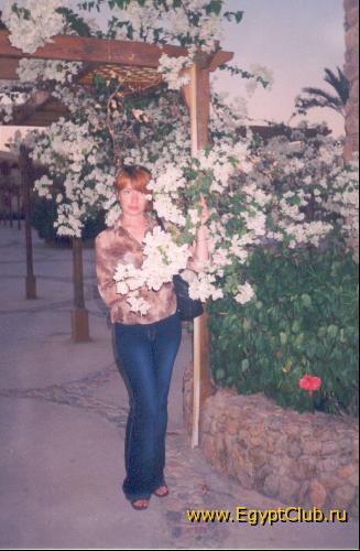 Desert rose - ����������