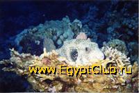 ���� � ������