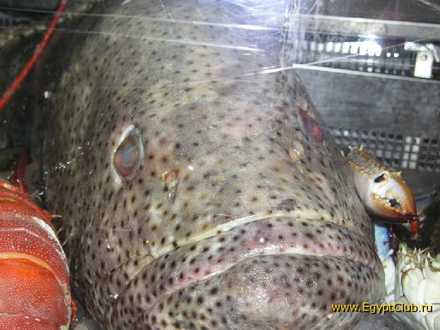 ���� #07 � �������� ����� � DOMINA CORAL BAY